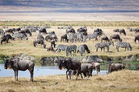 A-Safari-In-Tanzania-A-Sneaky-Peek-Behind-The-Scenes