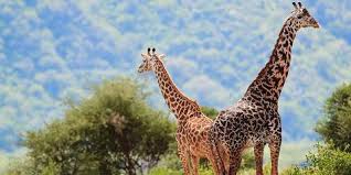 Best African Safari Tours: Our Top 10 Picks
