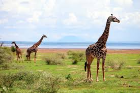 Beyond-the-Serengeti-Exploring-Tanzanias-Diverse-Safari-Destinations