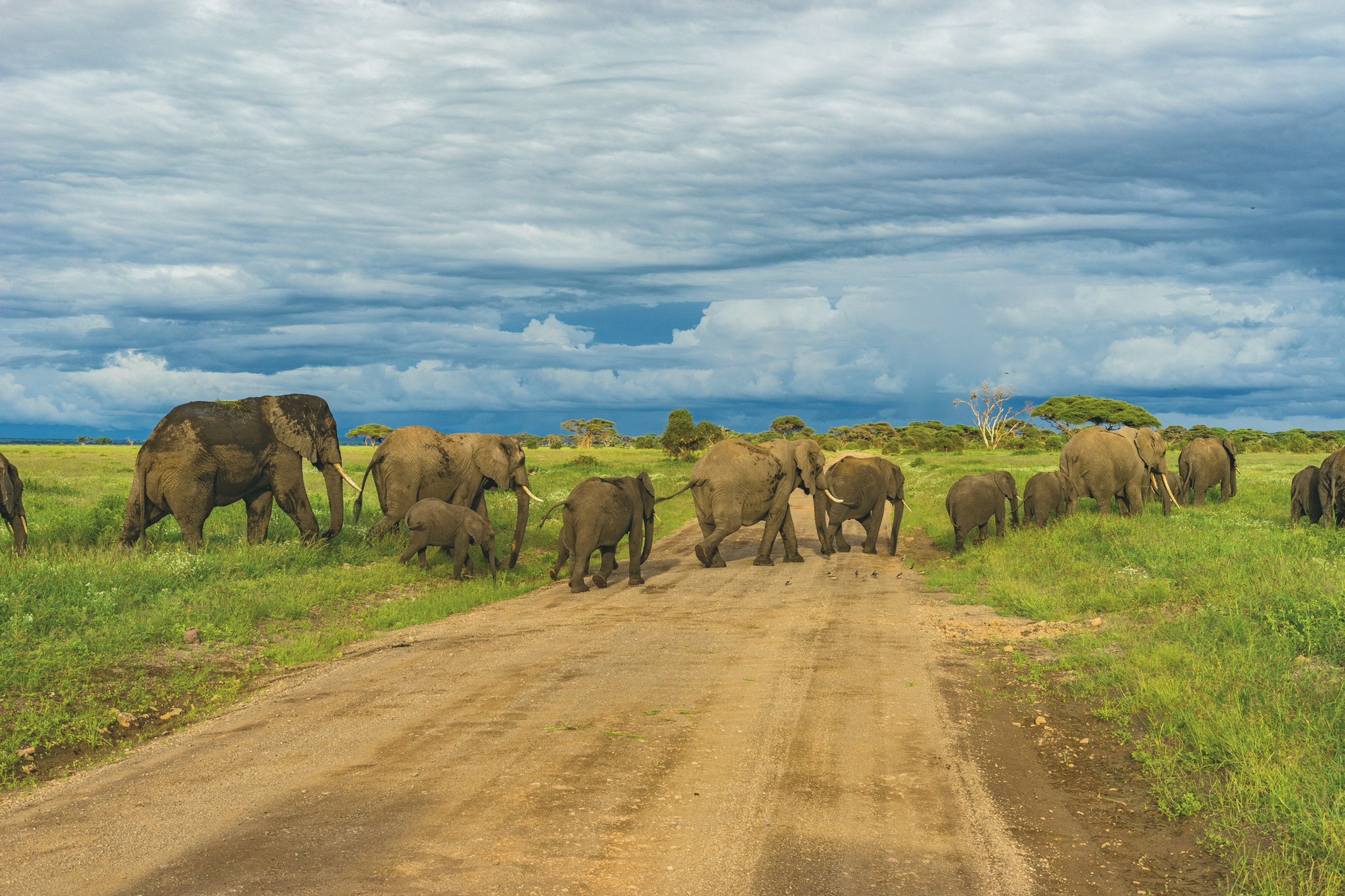 Tanzania Safari in the Green Season Why April Might Surprise You