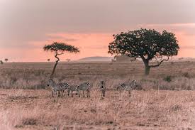 Which Is Better: Zanzibar First or Tanzania Safari First?