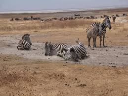 10 Important Tips for Planning a Tanzania Safari
