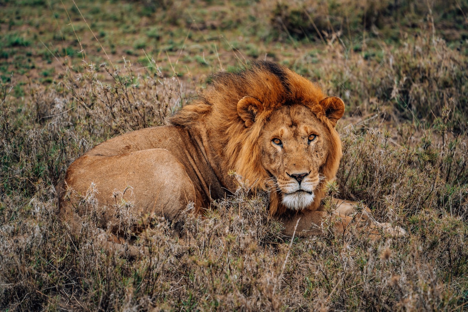 African Safari Guide: Everything You Need to Know Before You Go