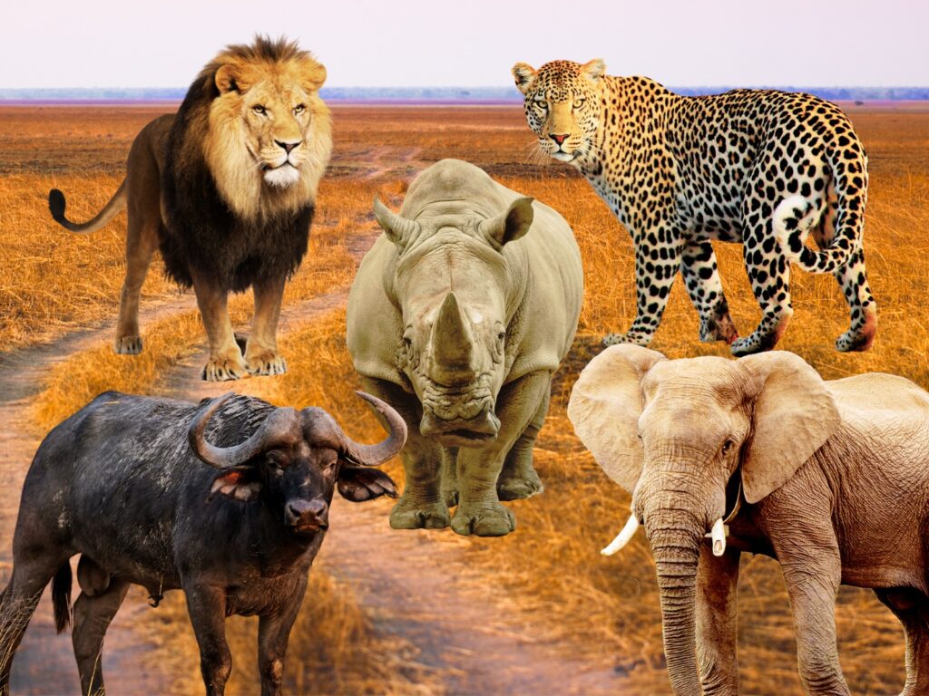 The Big Five Animals on a Tanzania Wildlife Safari Lions Path Expeditions.