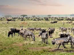 Why-Serengeti-Safari-Is-One-of-the-Best-in-Africa-lions-path-expeditions