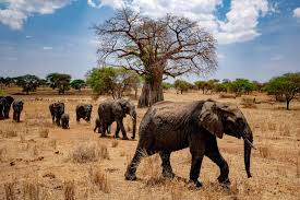 how-to-enjoy-the-best-Tanzania -horseback-safari-at-bantu-mountain-lodge
