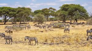 Tanzania Safaris